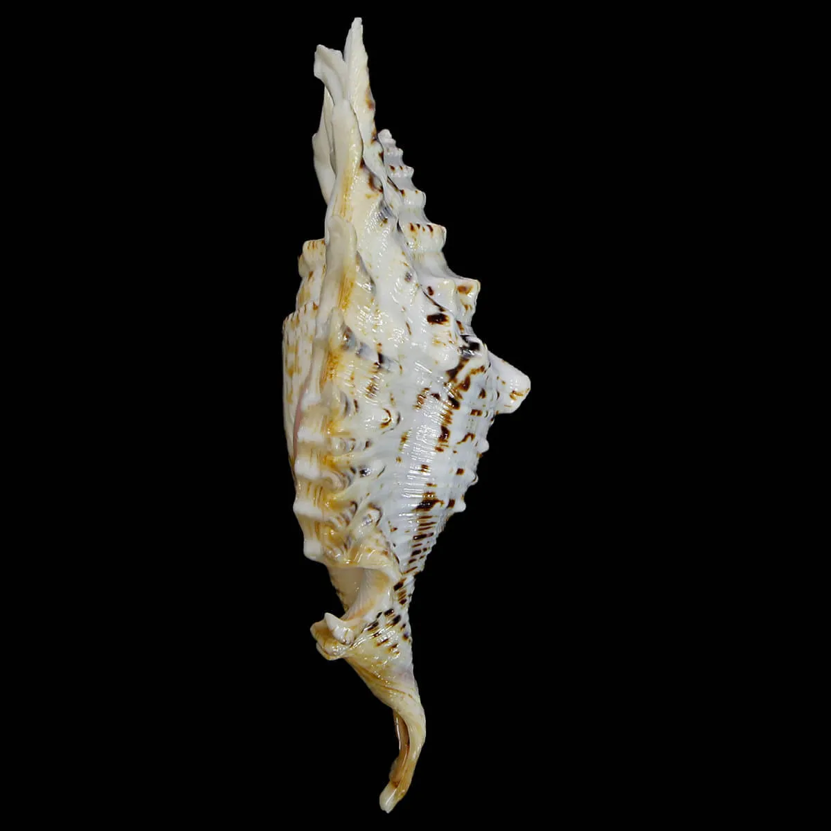 Lambis Violacea