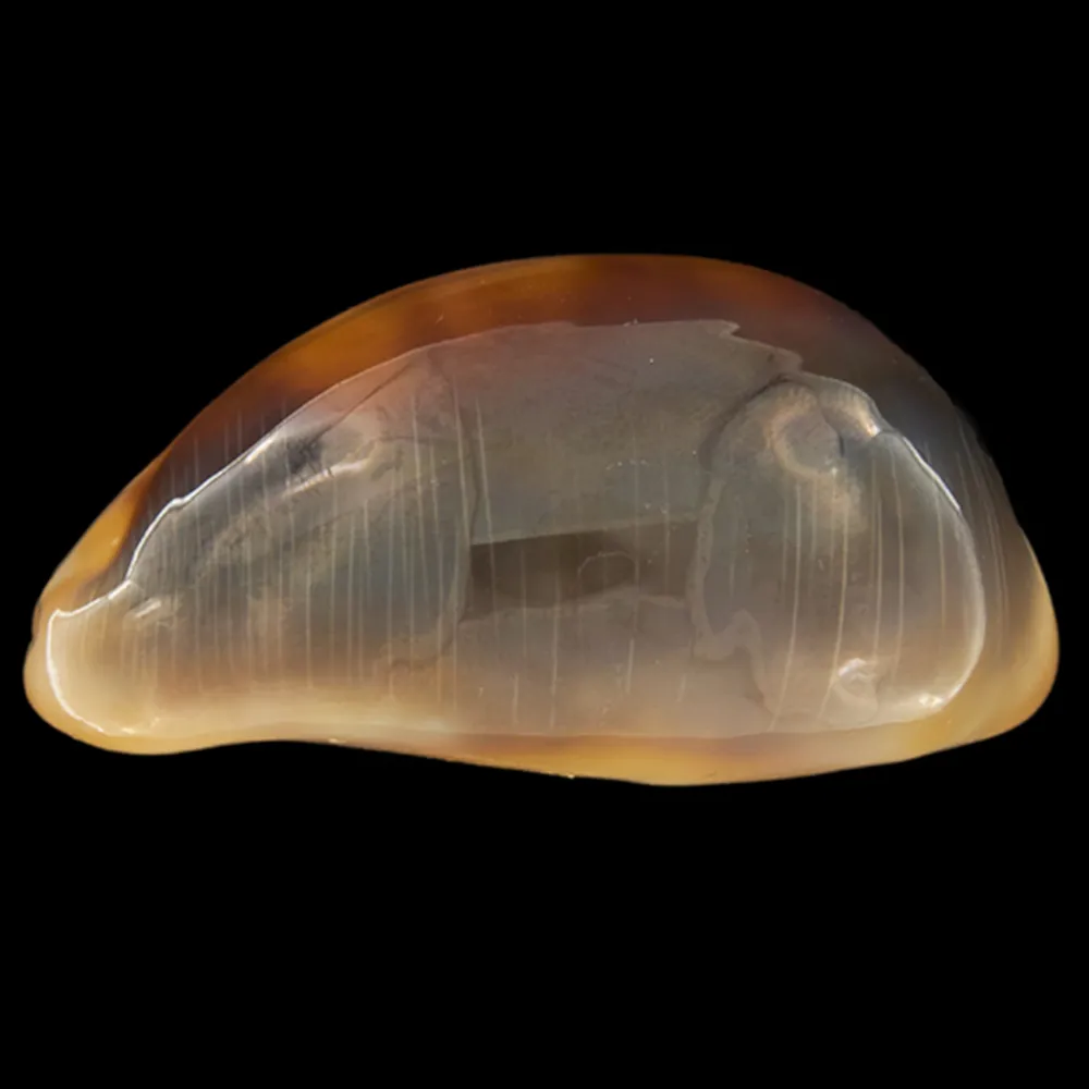 Lyncina Ventriculus