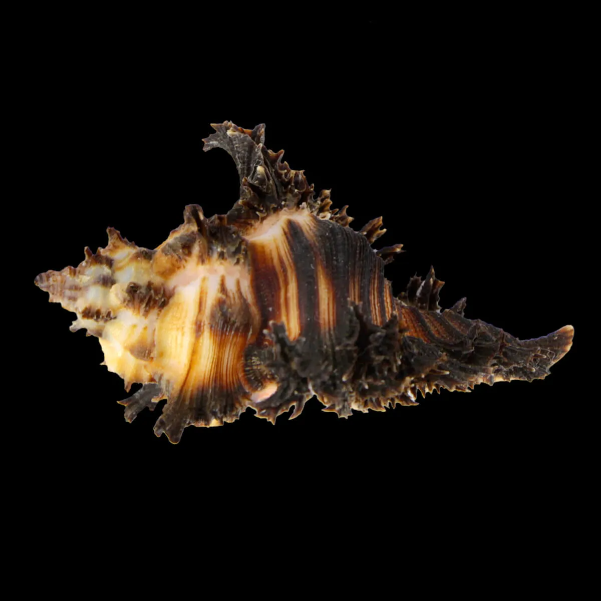 Chicoreus Brunneus BLACK & WHITE
