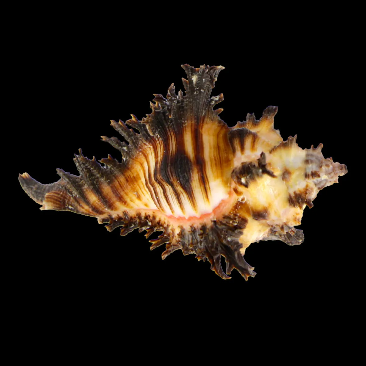 Chicoreus Brunneus BLACK & WHITE