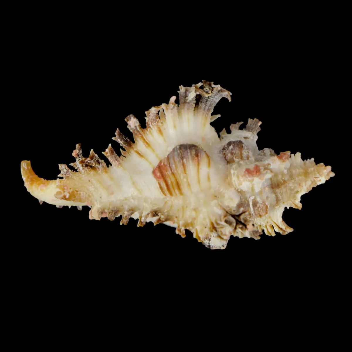 Chicoreus Brunneus BLACK & WHITE