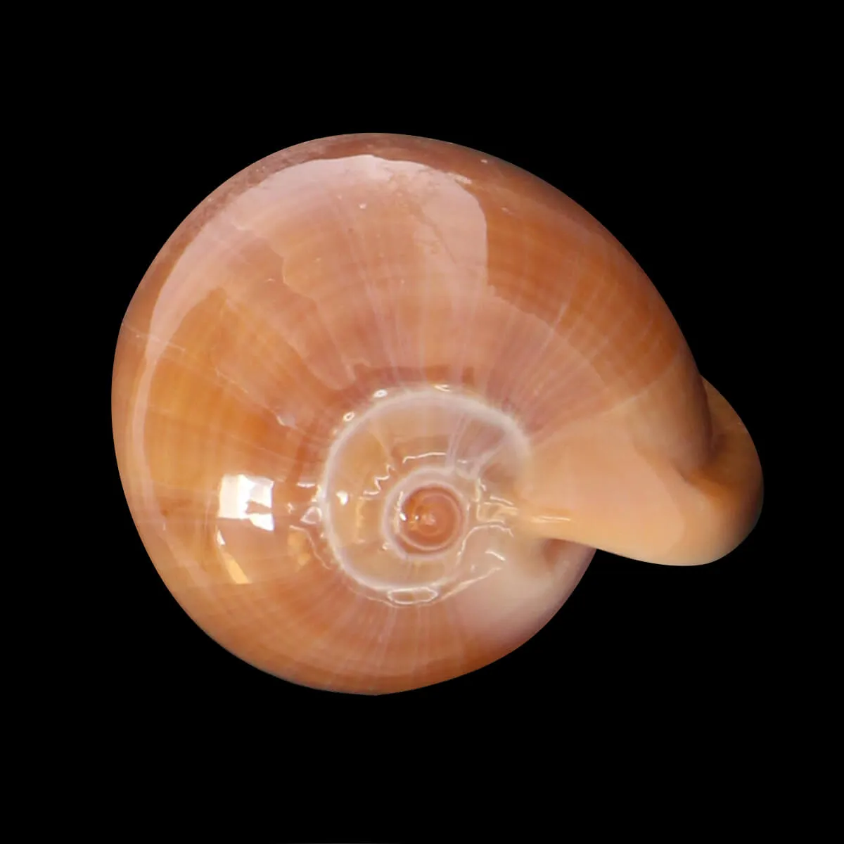 Bullata Matthewsi