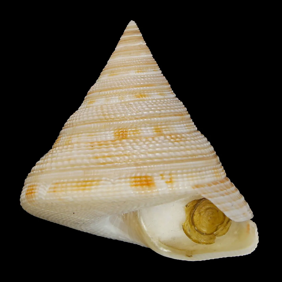 Mikadotrochus Gotoi