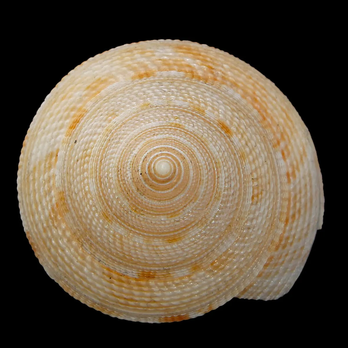 Mikadotrochus Gotoi