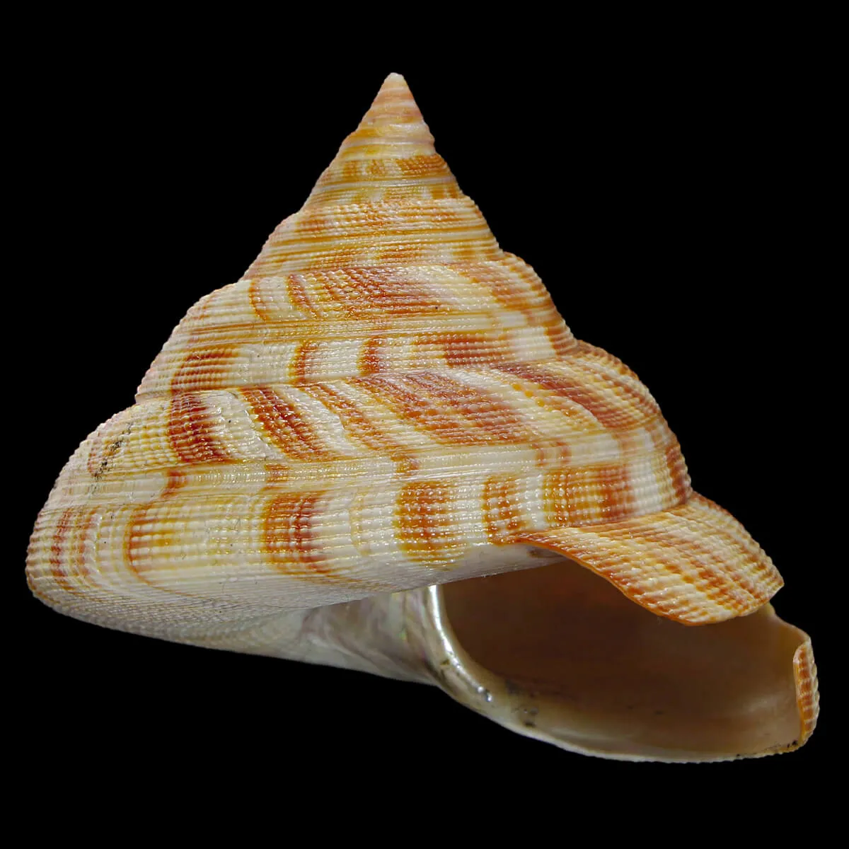 Mikadotrochus Hirasei