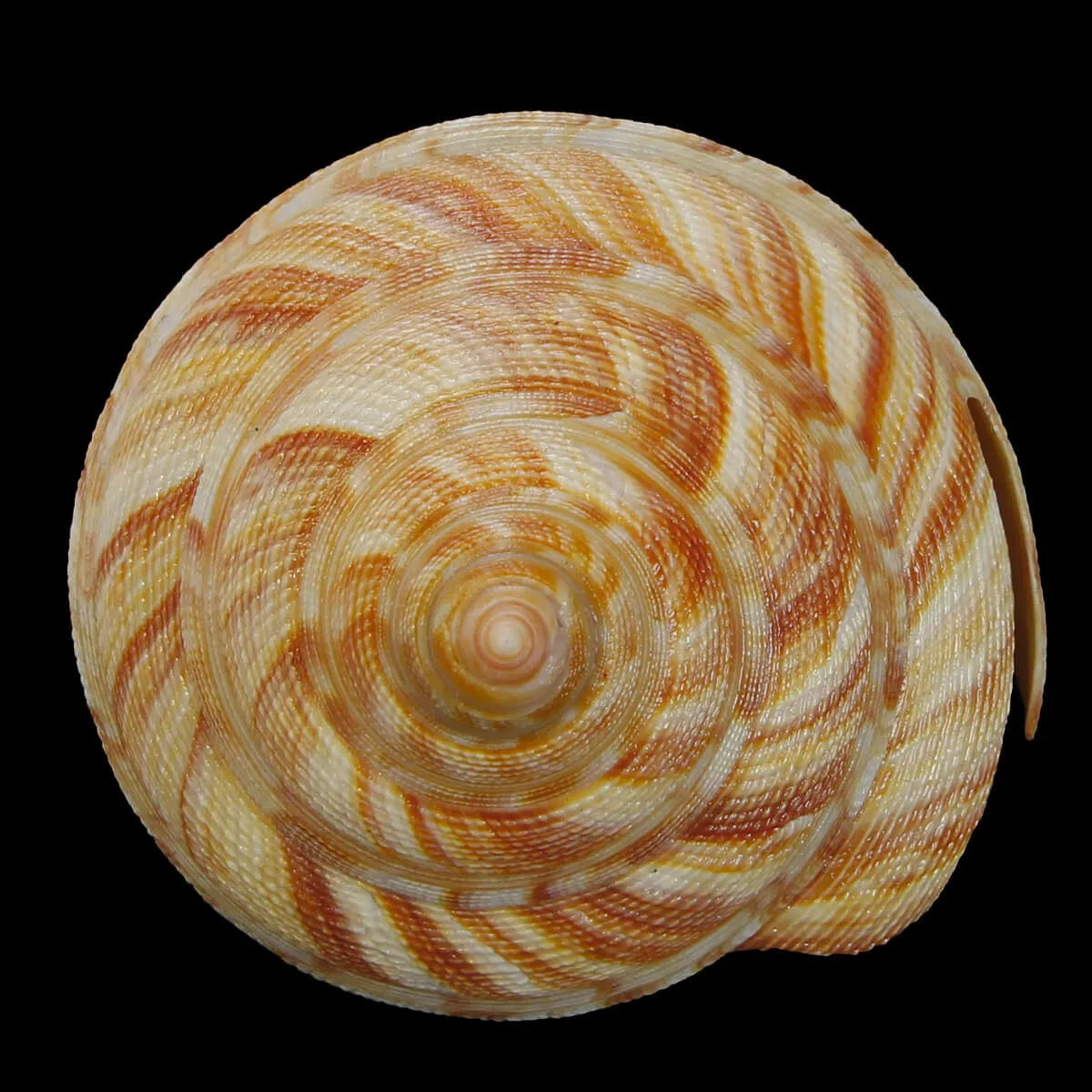 Mikadotrochus Hirasei