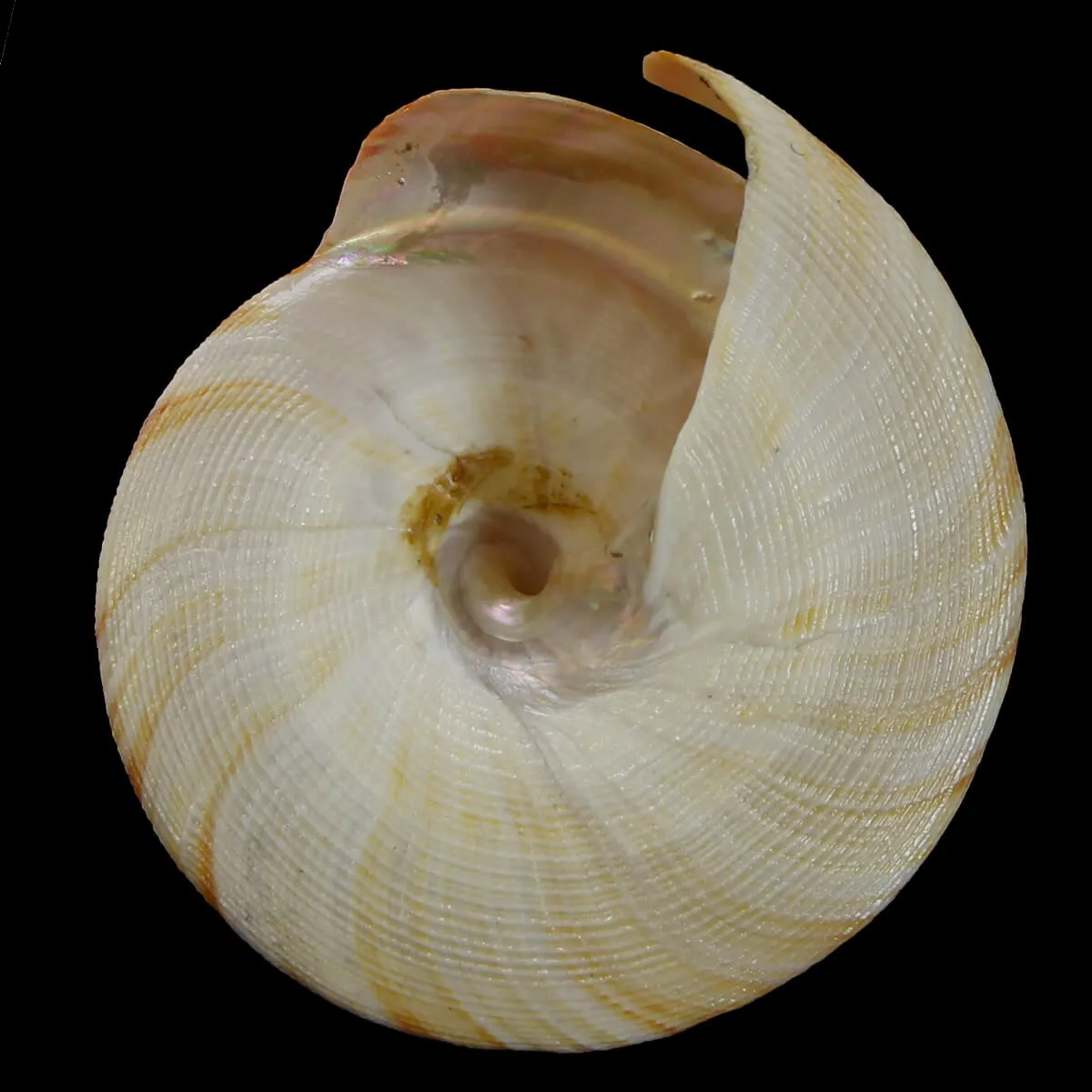 Mikadotrochus Hirasei