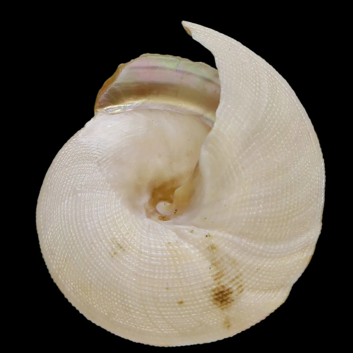 Mikadotrochus Hirasei