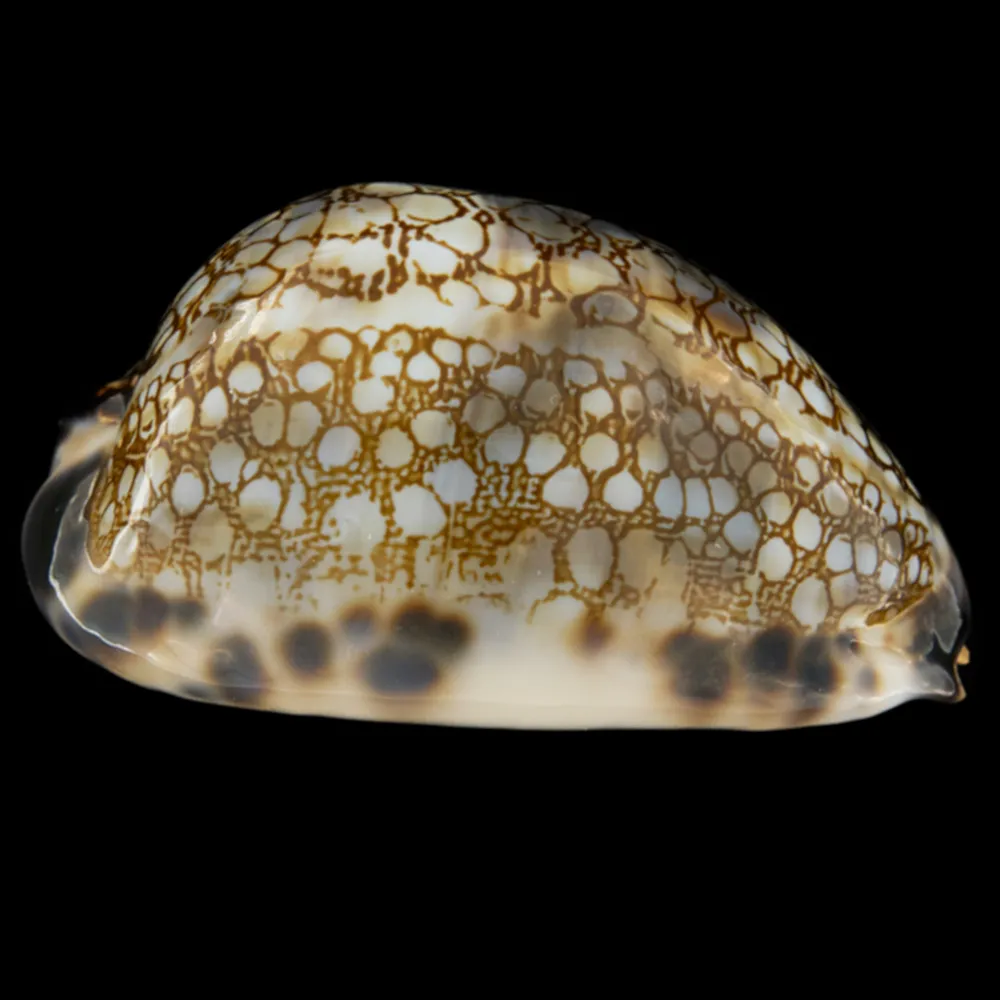 Mauritia Histrio