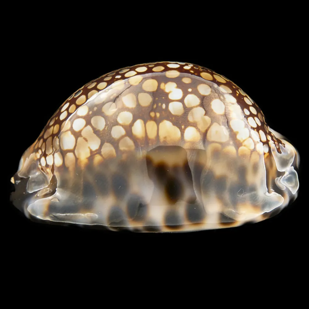 Mauritia Maculifera