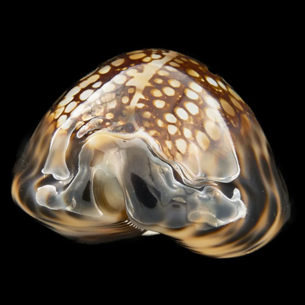 Mauritia Maculifera