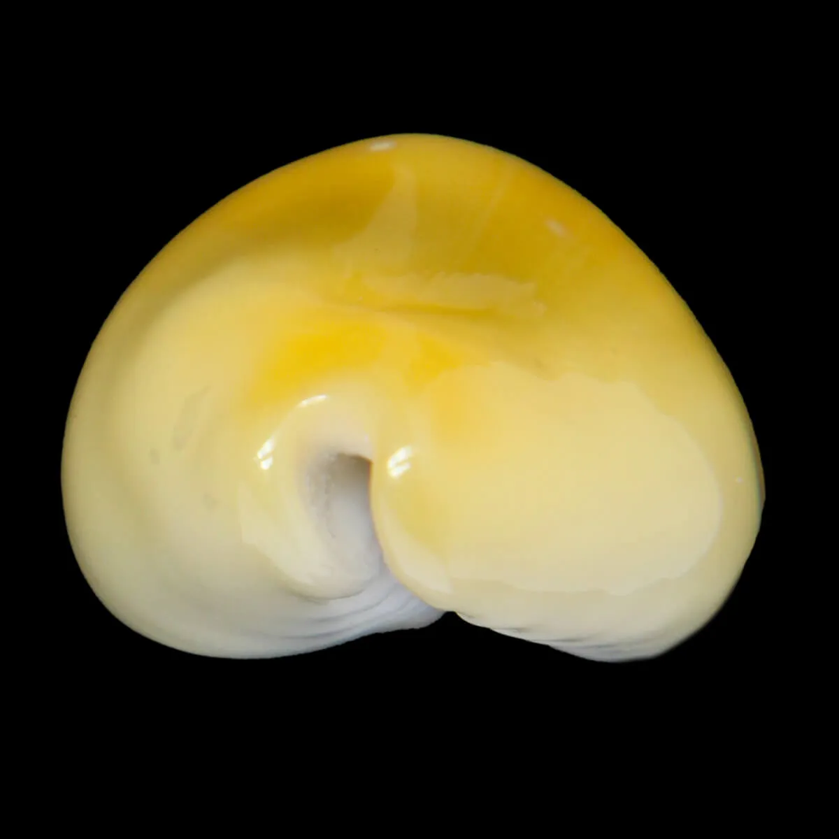 Monetaria Moneta
