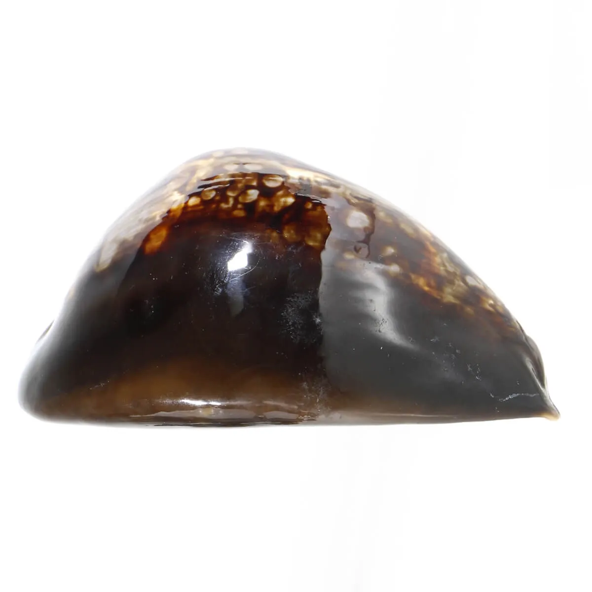 Mauritia Mauritiana