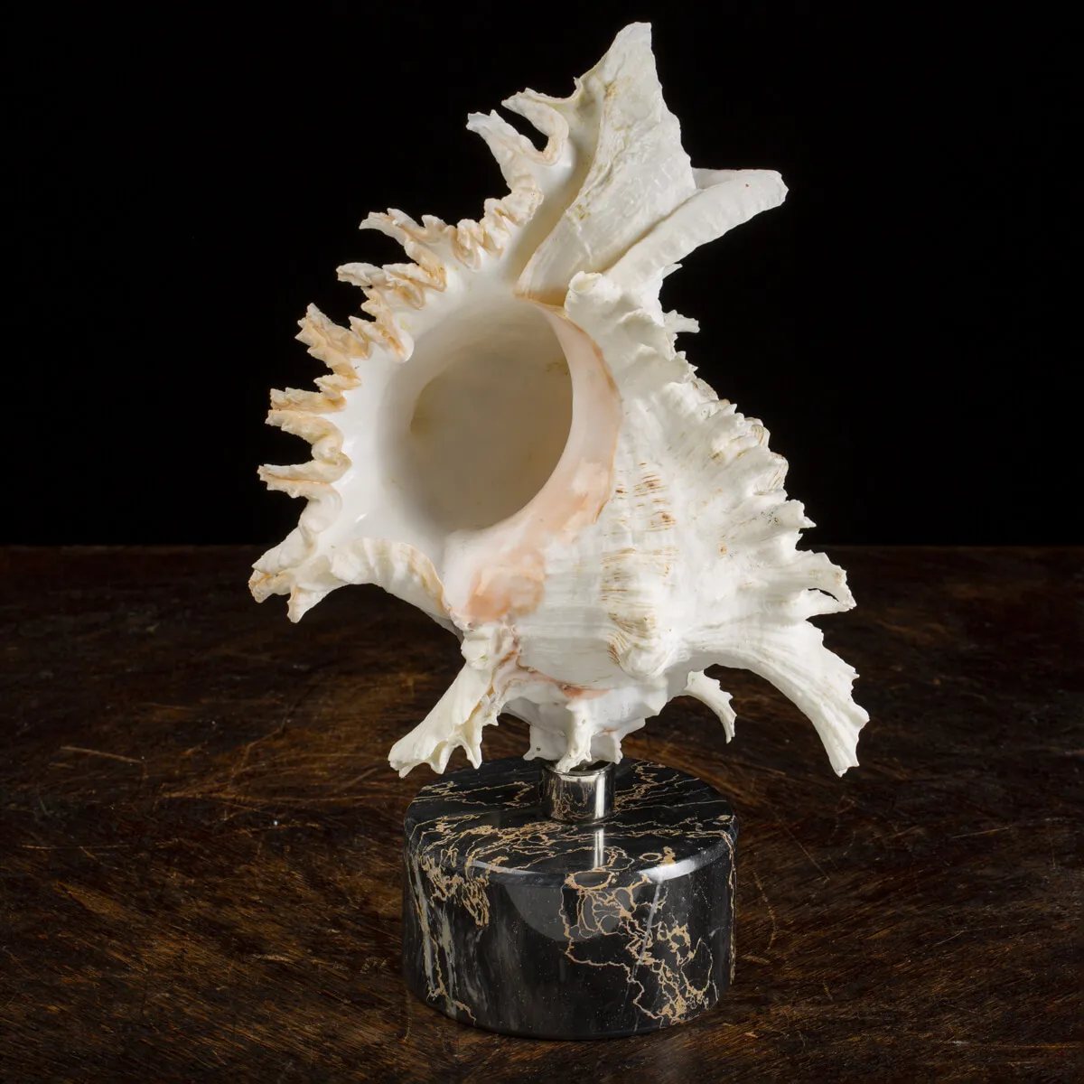 Chicoreus Ramosus Extra