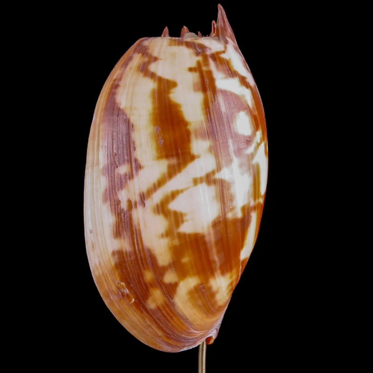 Melo Umbilicatus – Conchiglia su Base Decorativa