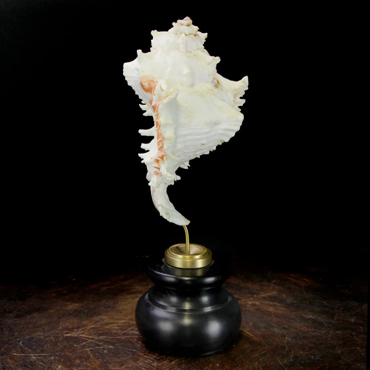 Chicoreus Ramosus