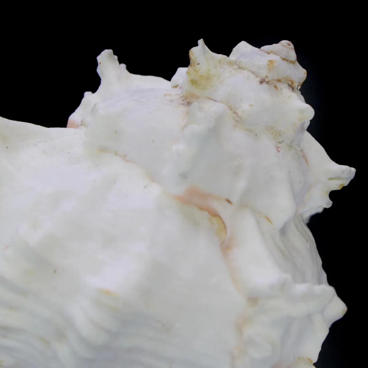 Chicoreus Ramosus