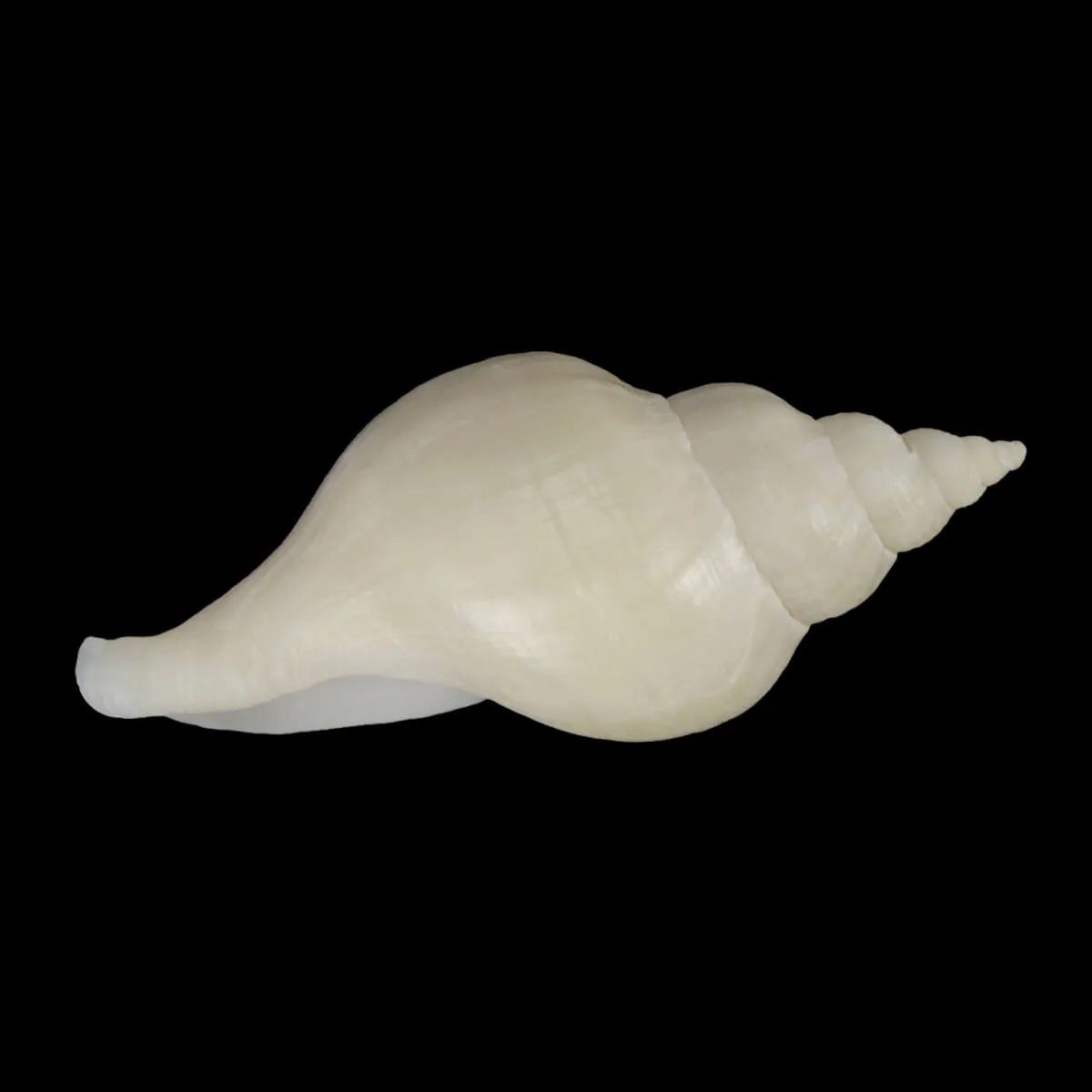 Neptunea Fukueae