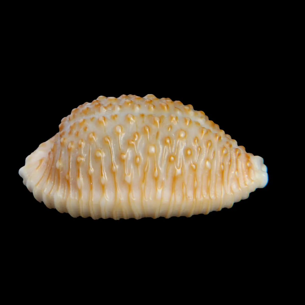 Nucleolaria Nucleus