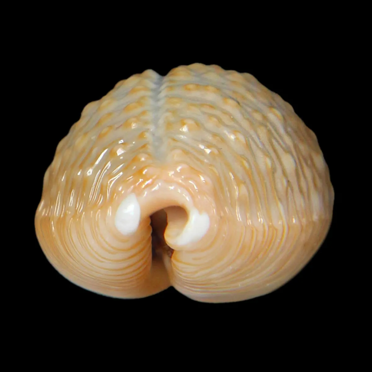 Nucleolaria Nucleus