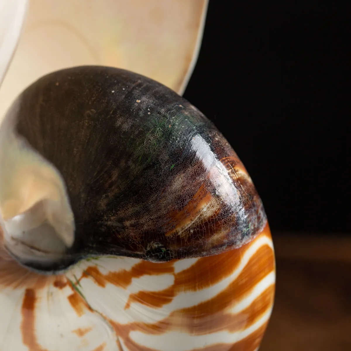 Nautilus Pompilius su Piedistallo