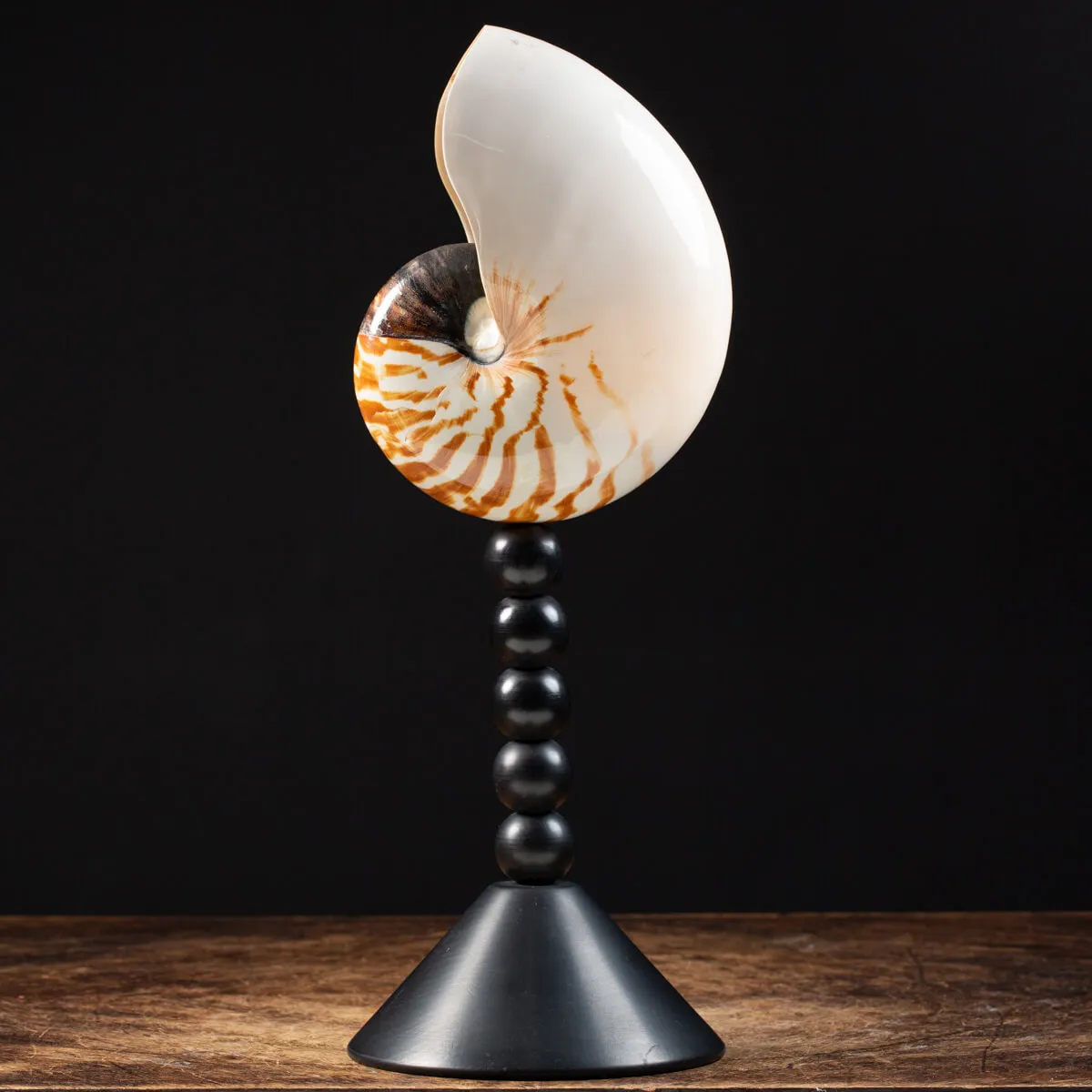 Nautilus Pompilius su Piedistallo