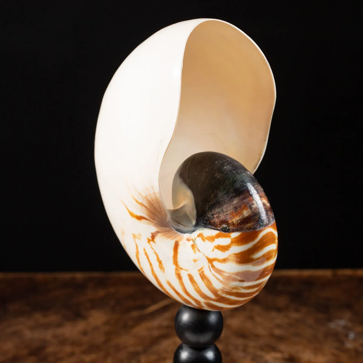 Nautilus Pompilius su Piedistallo