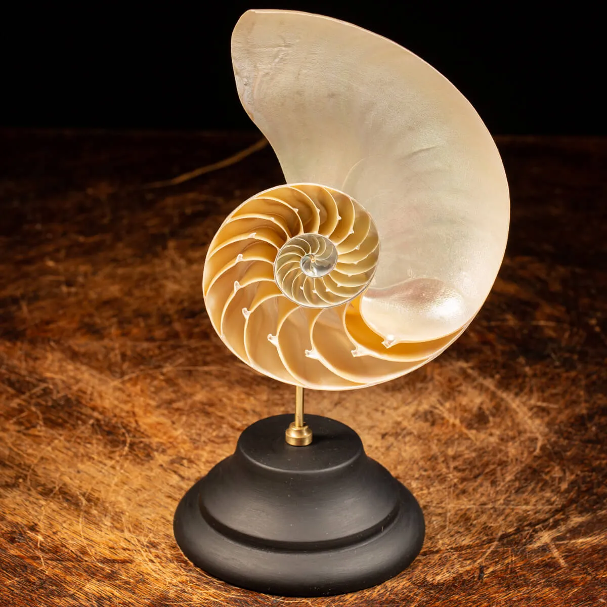 Nautilus Pompilius su Piedistallo
