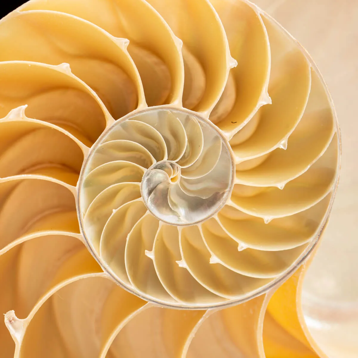 Nautilus Pompilius su Piedistallo
