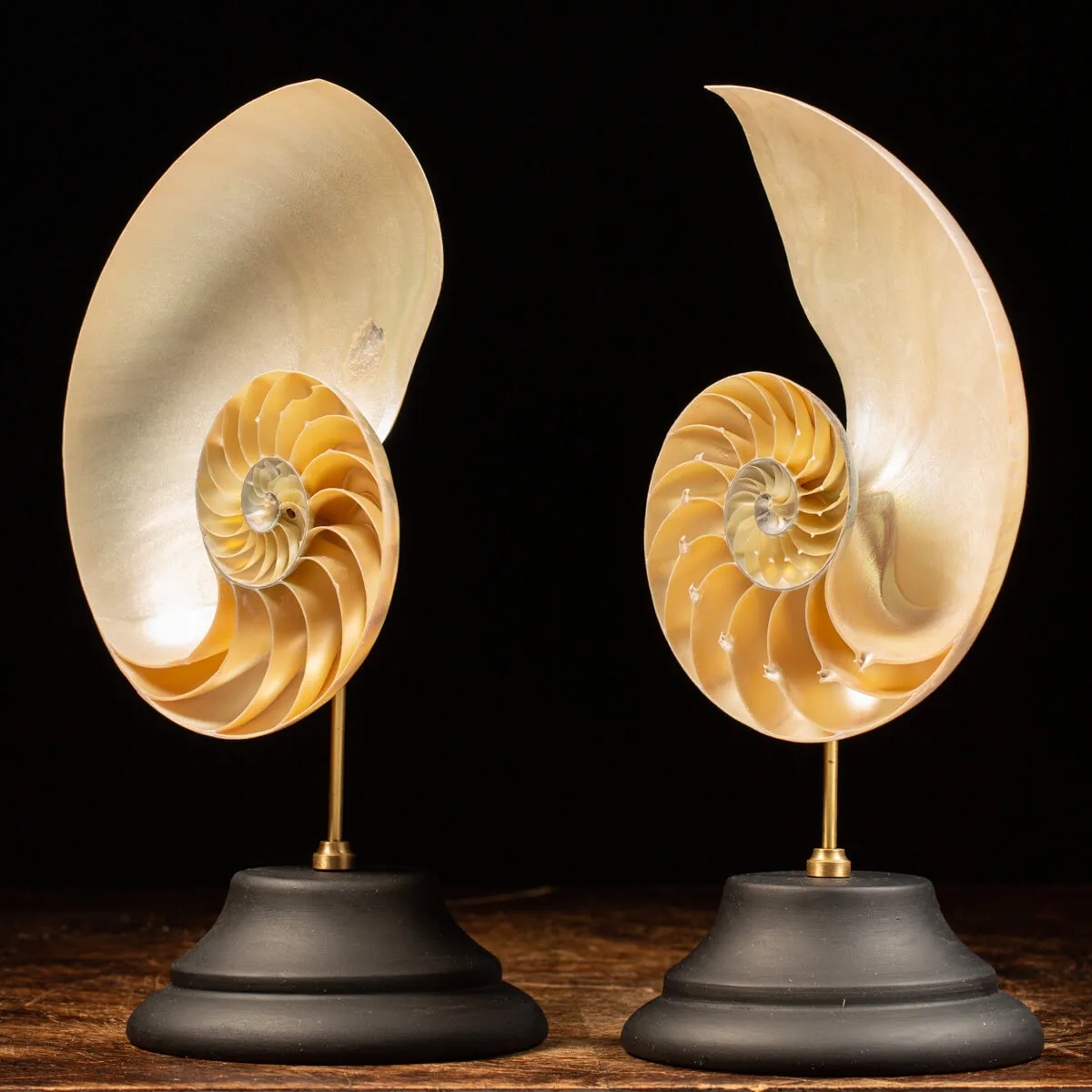 Nautilus Pompilius su Piedistallo