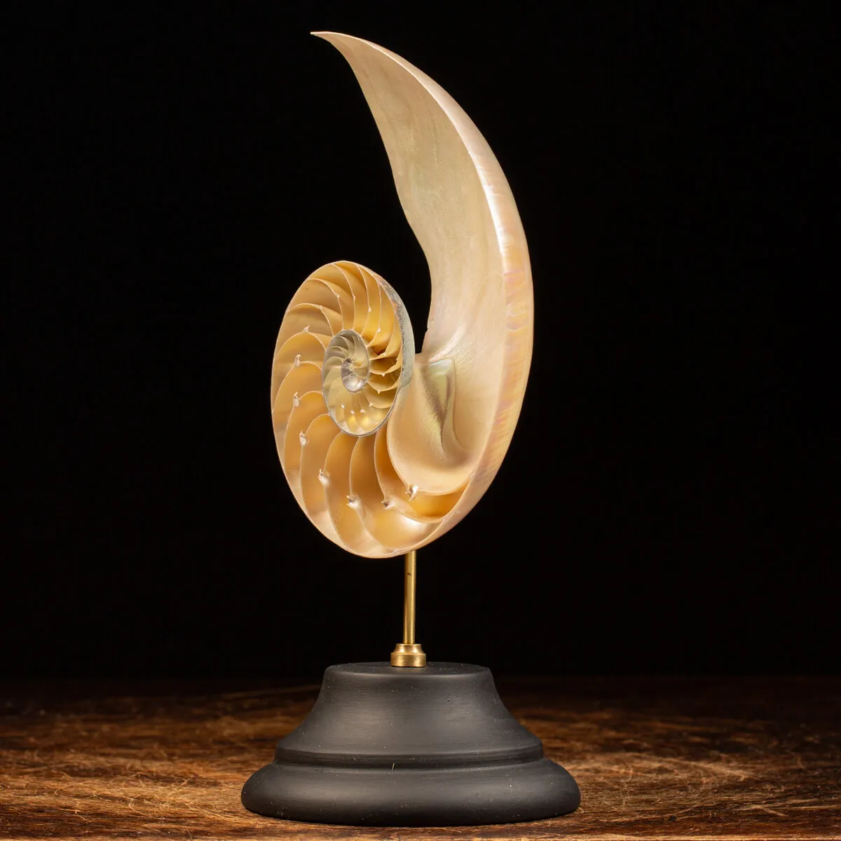 Nautilus Pompilius su Piedistallo