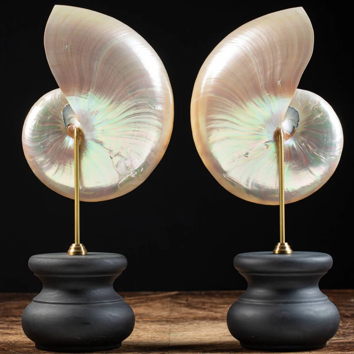 Nautilus Pompilius su Piedistallo
