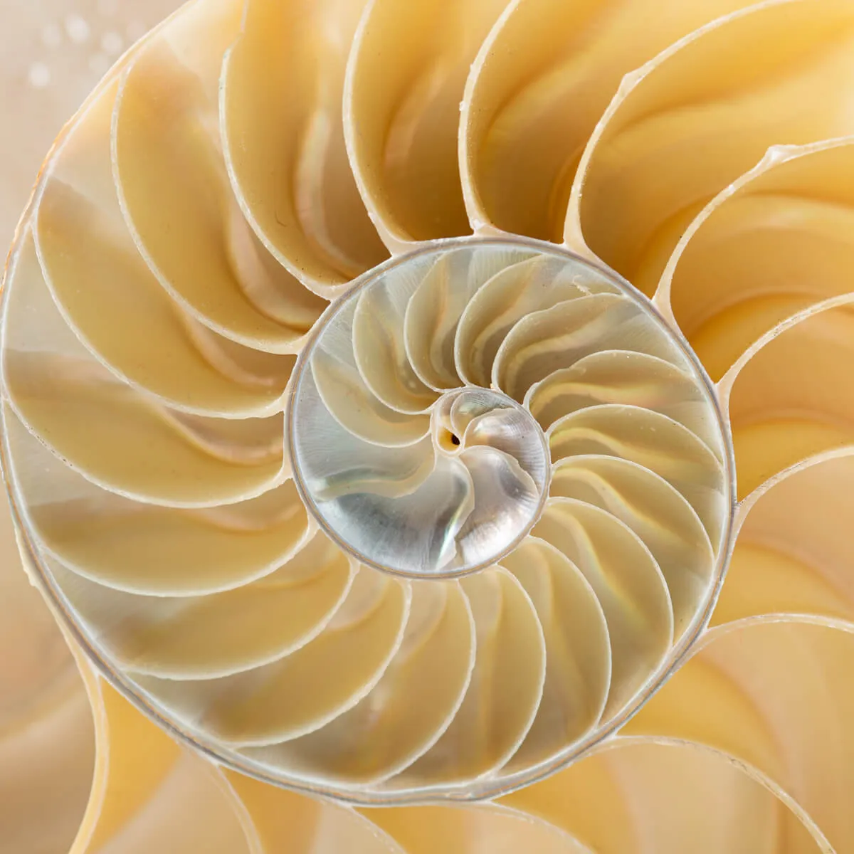 Nautilus Pompilius su Piedistallo