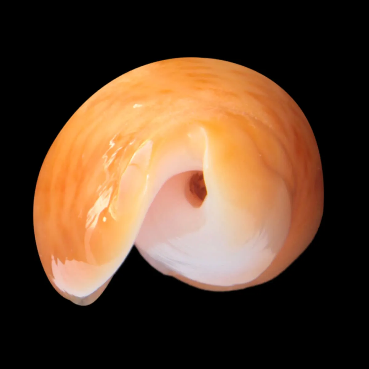 Oliva Bulbosa Aurata
