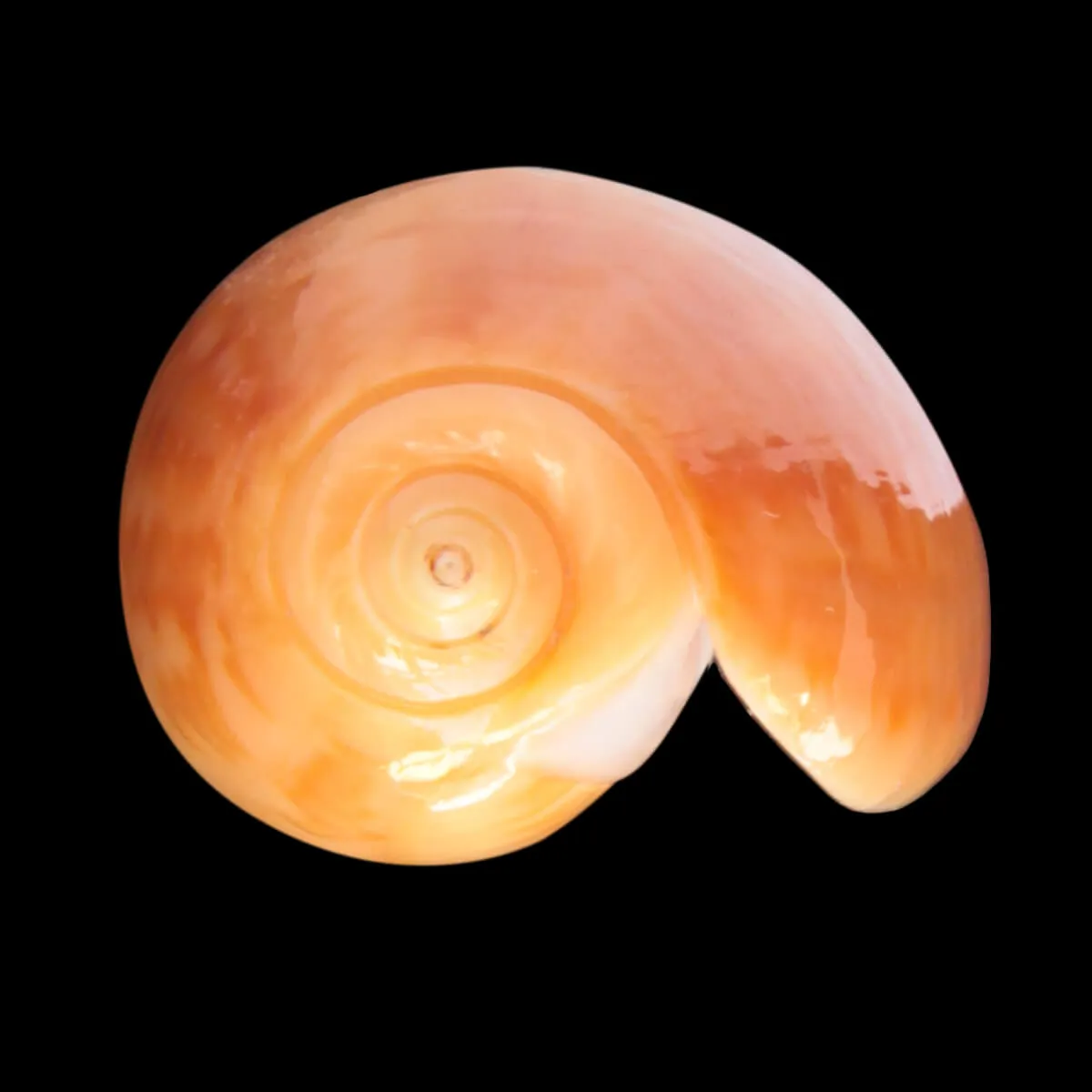 Oliva Bulbosa Aurata