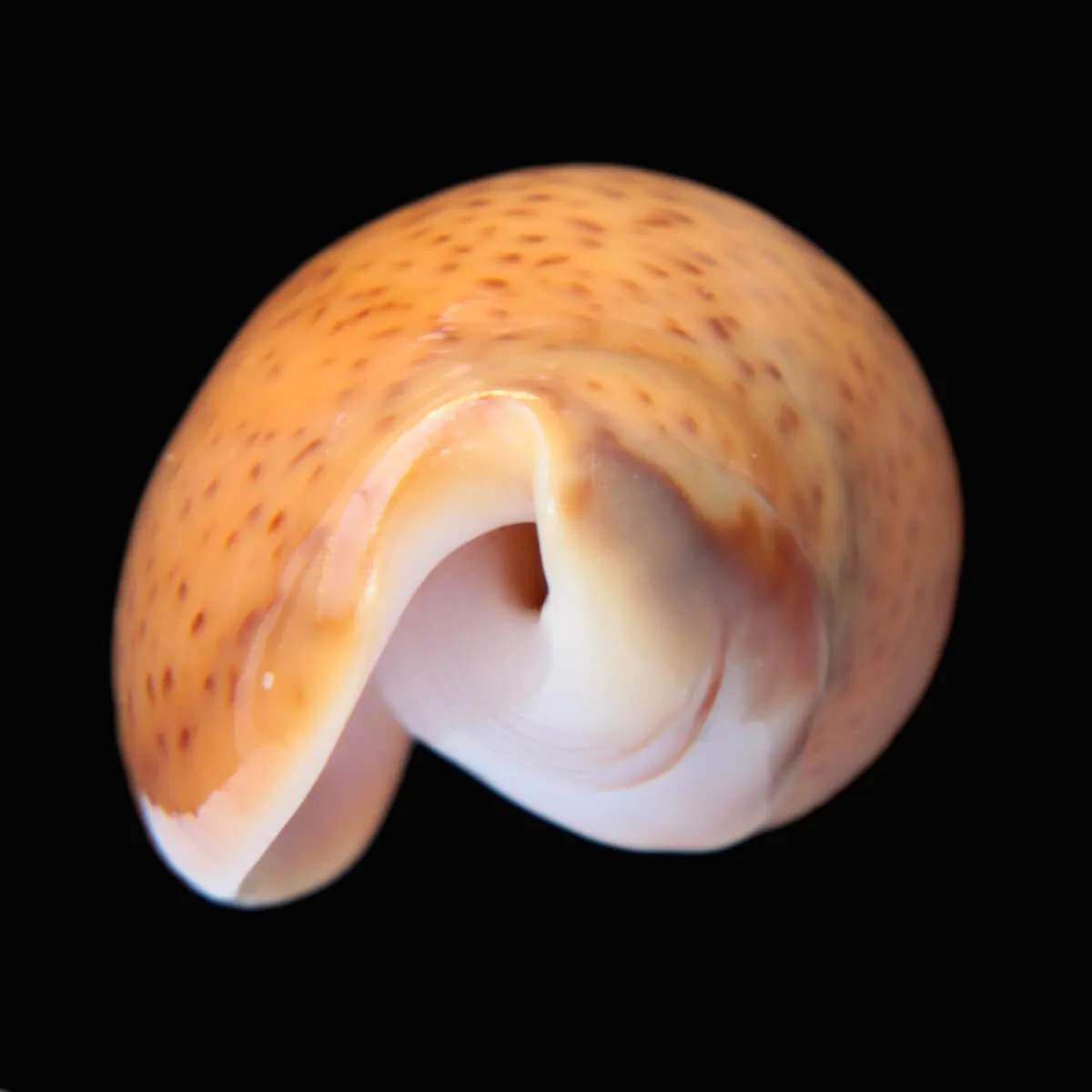 Oliva Bulbosa Aurata