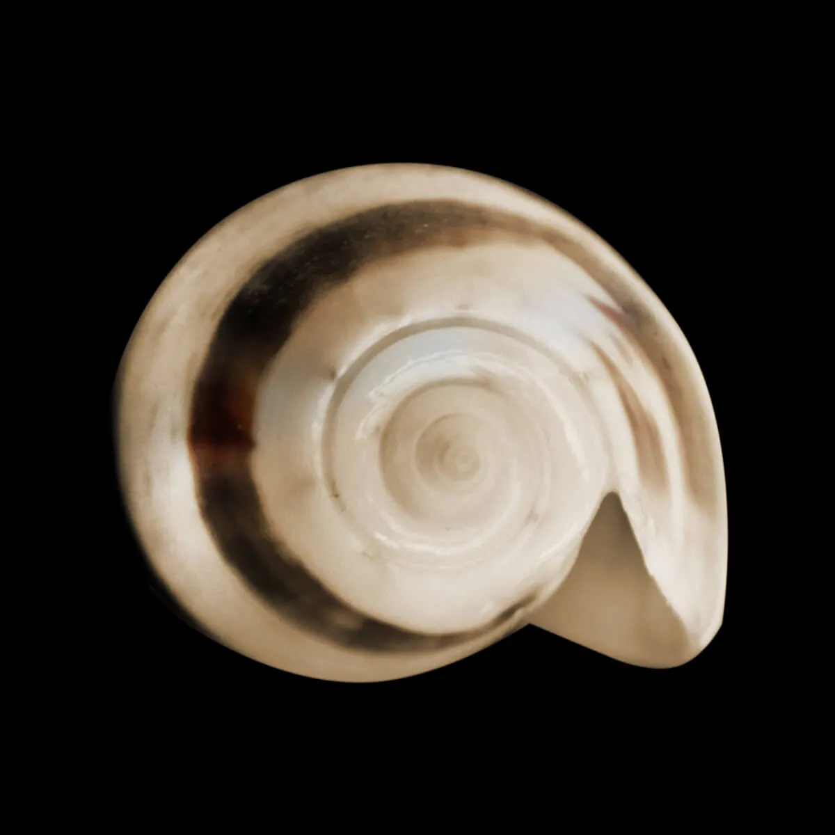 Oliva Bulbosa Bicingulata