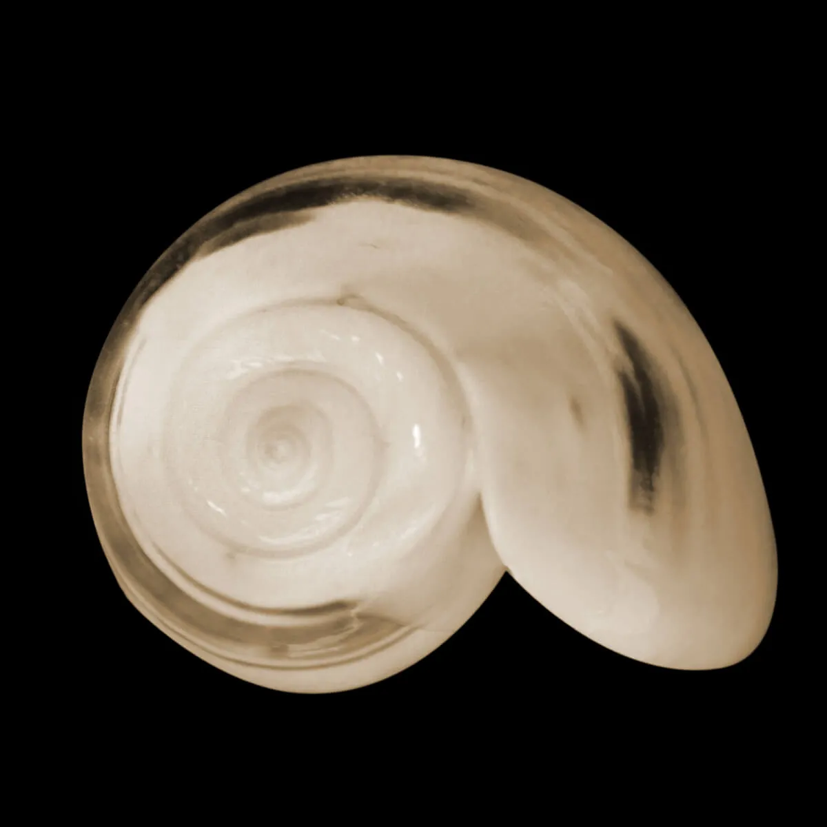 Oliva Bulbosa Bicingulata