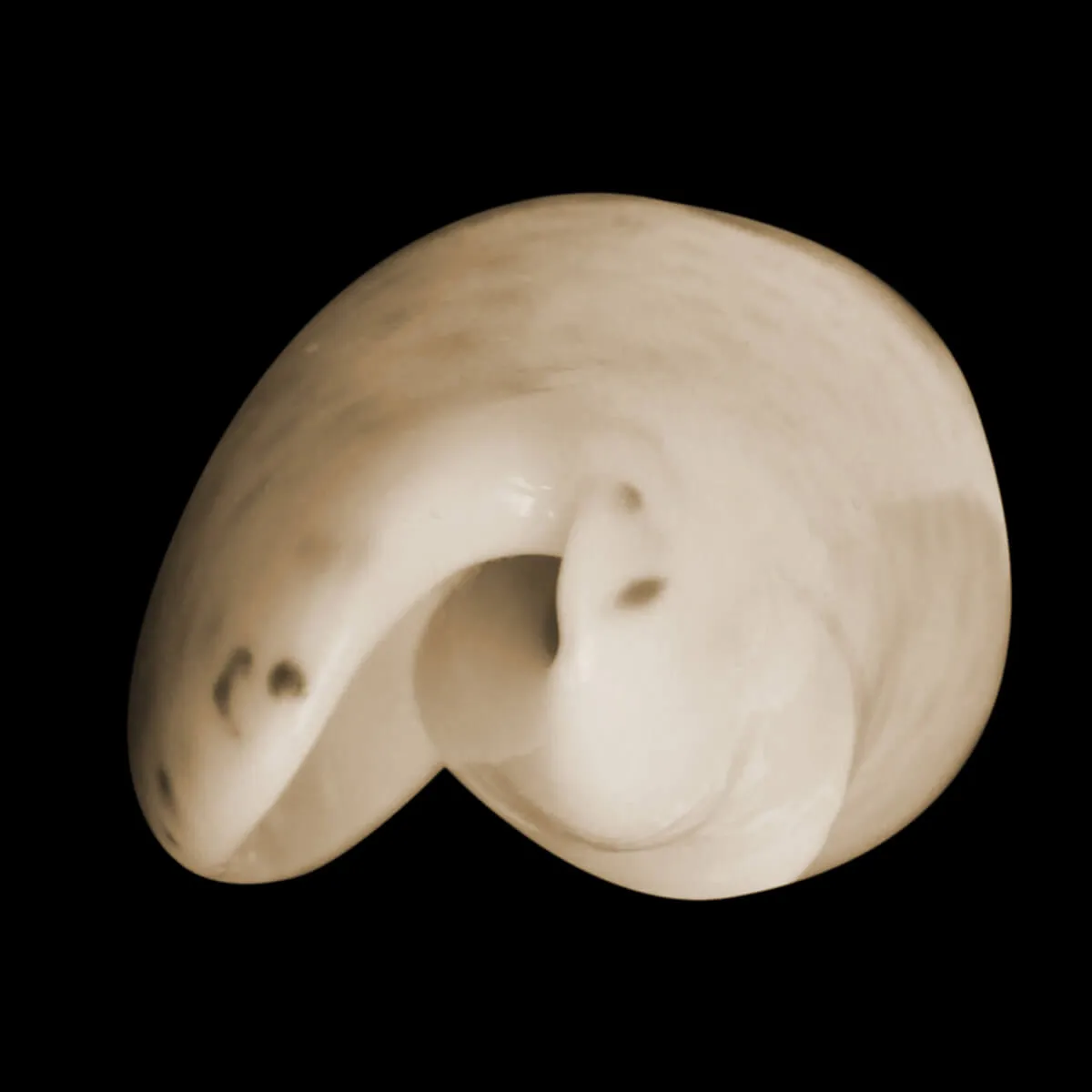Oliva Bulbosa Bicingulata