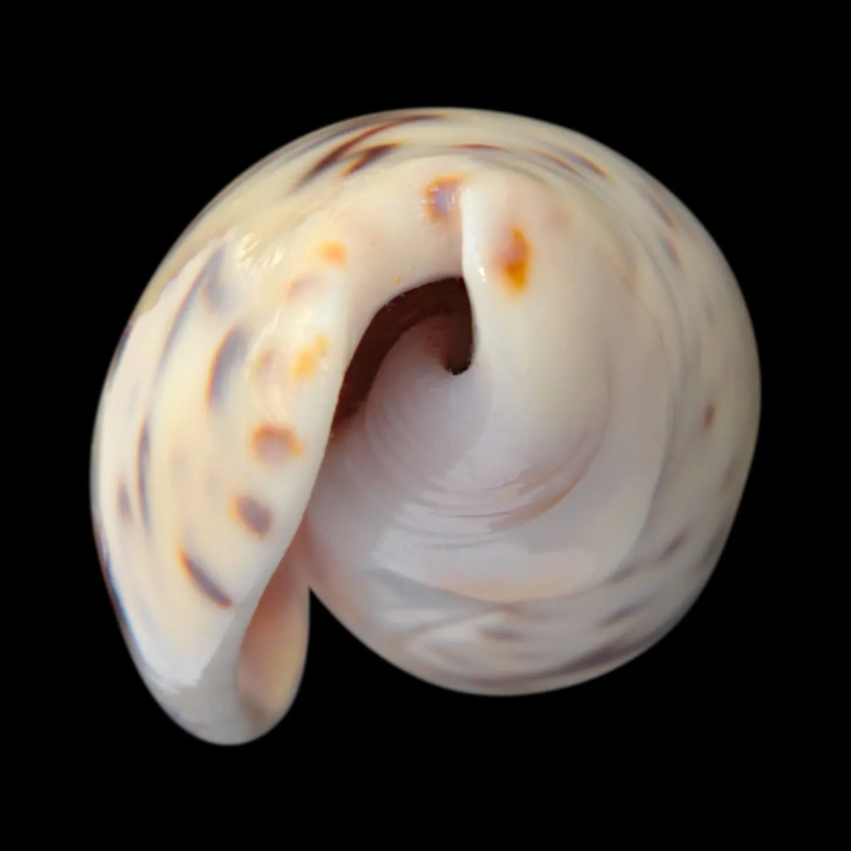Oliva Bulbosa Bicingulata