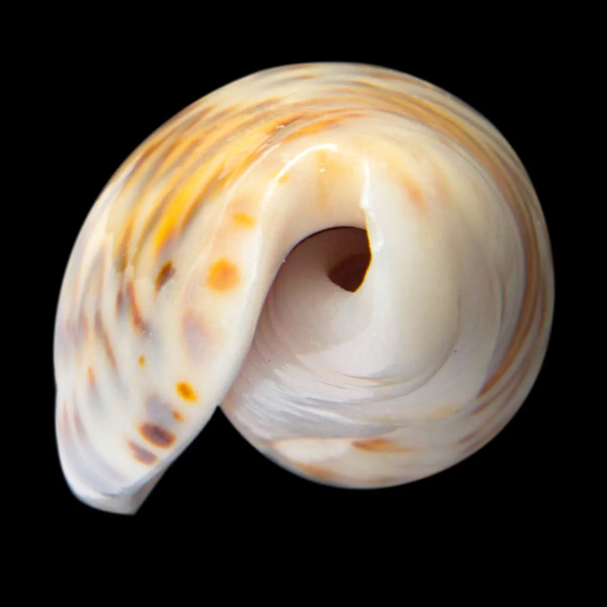 Oliva Bulbosa Fabagina