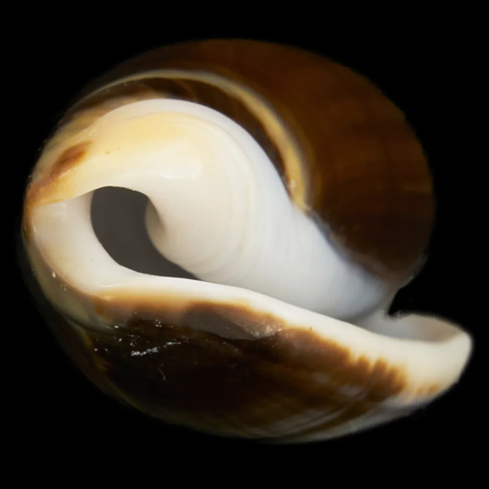 Oliva Bulbosa Tigrina Fallax
