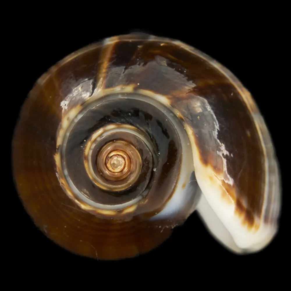 Oliva Bulbosa Tigrina Fallax