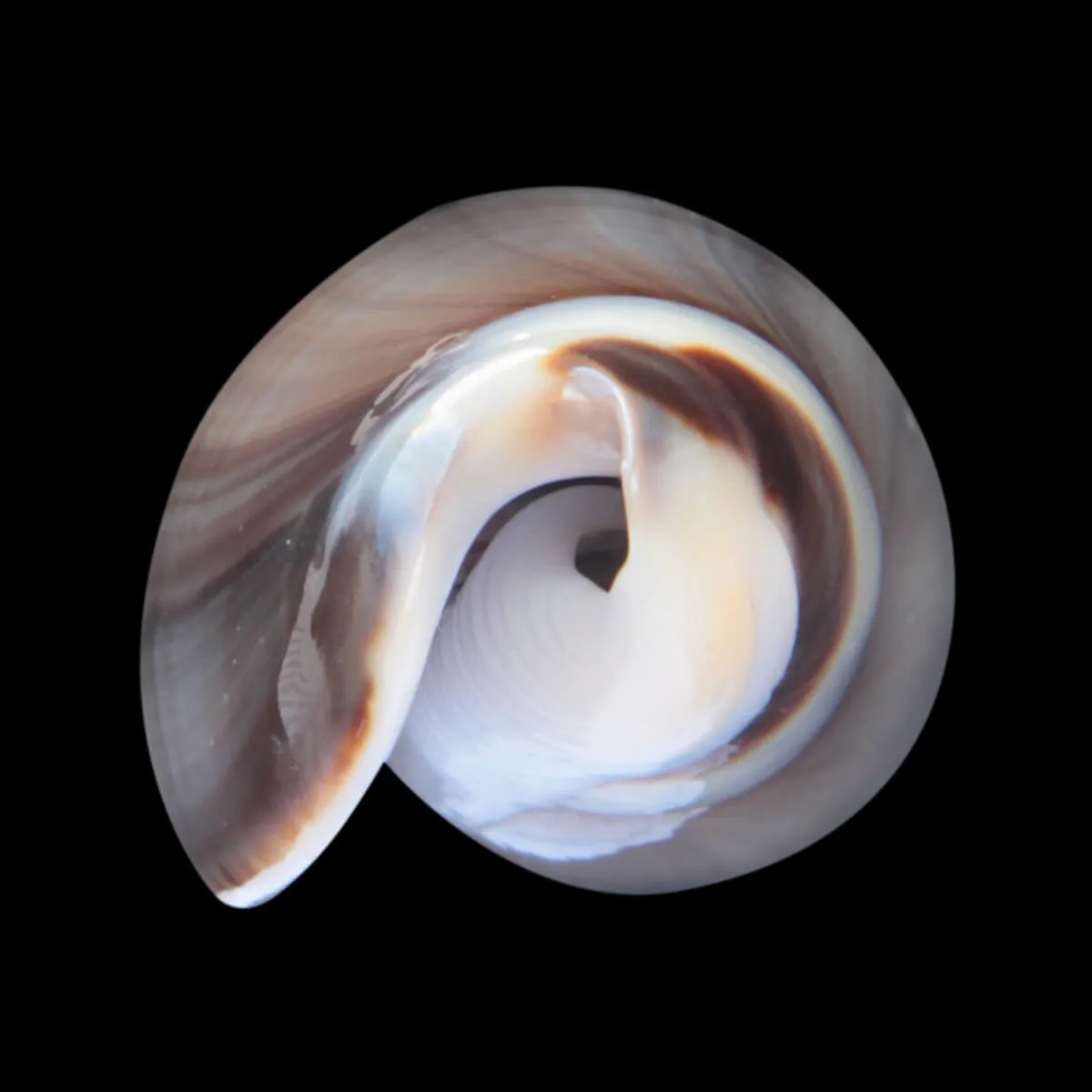 Oliva Bulbosa Tigrina Fallax