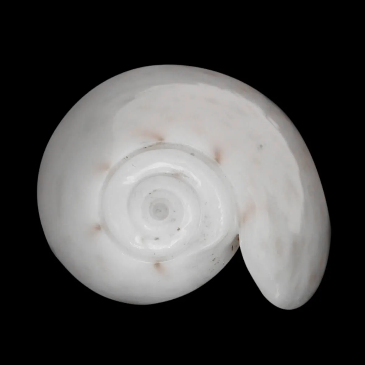 Oliva Bulbosa Tigrina