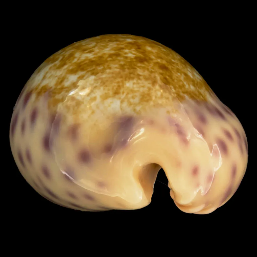 Ovatipsa Chinensis Variolaria