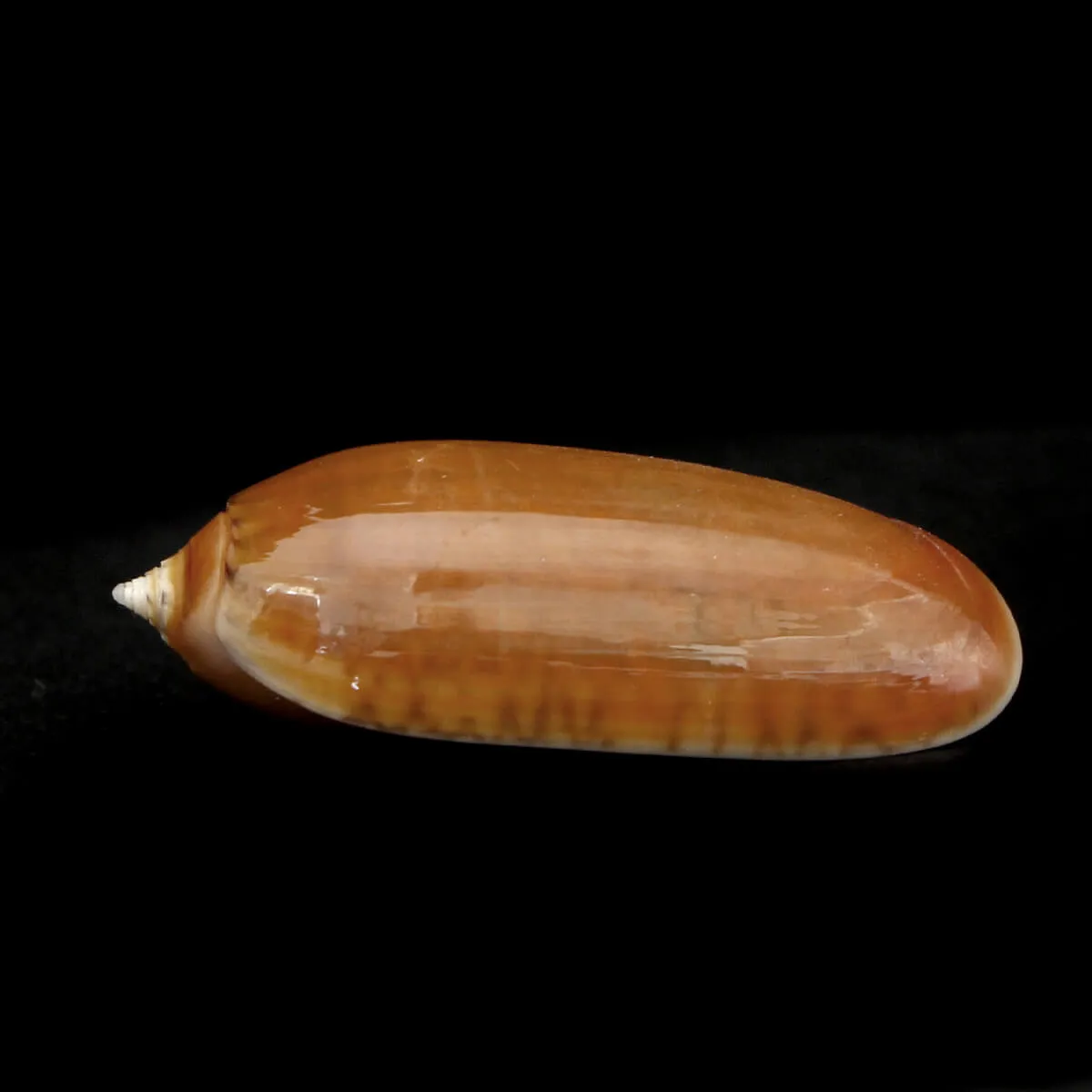 Oliva Irisans f. Cryptospira