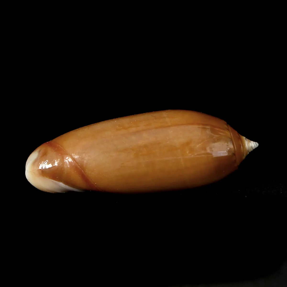 Oliva Irisans f. Cryptospira