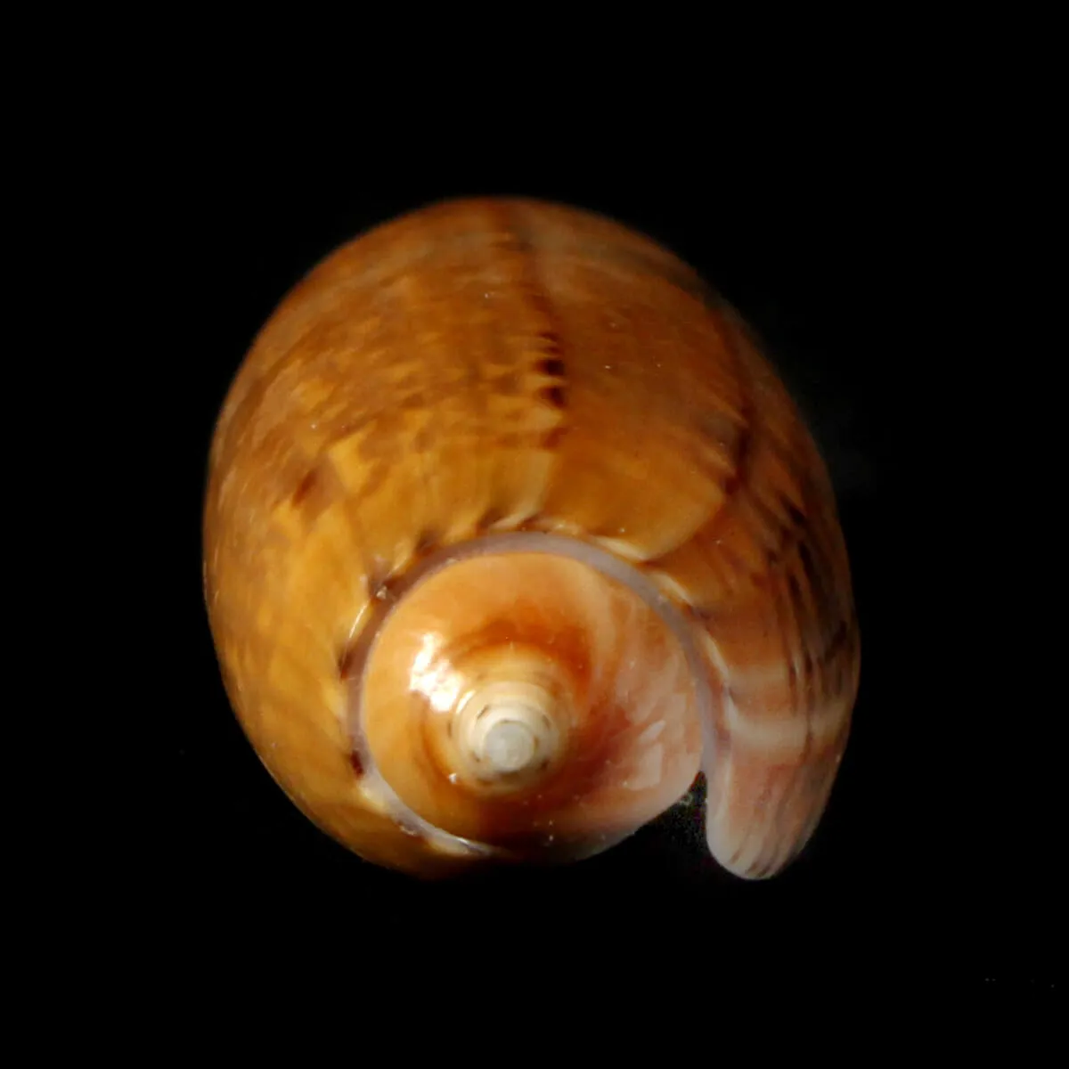 Oliva Lignaria