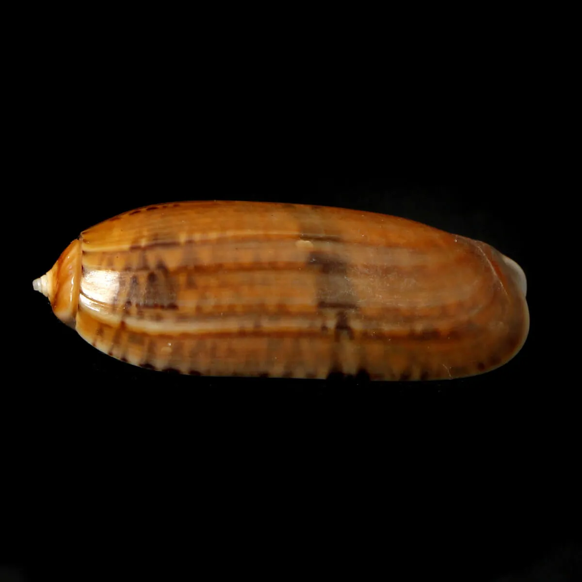 Oliva Lignaria